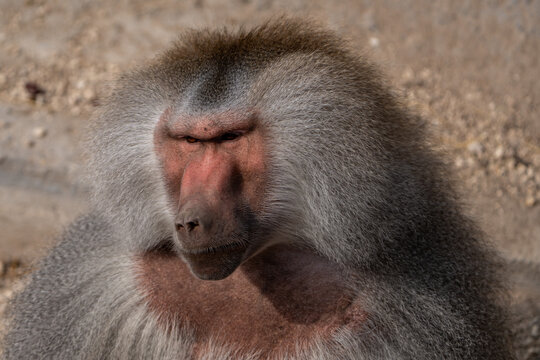 Portrait of baboon