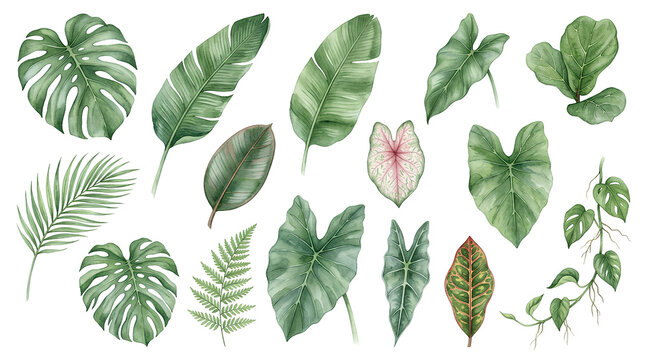 Collection of diverse tropical and subtropical green leaves including monstera, banana, philodendron, ferns, and caladium