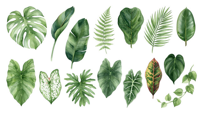 Variety of lush green tropical and exotic plant leaves showcasing diverse foliage shapes and textures for botanical illustration