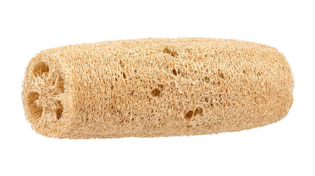Single natural luffa sponge cylinder for bath exfoliation with body scrub