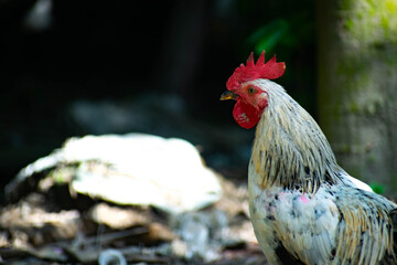 Close-up profile of a domestic rooster (Gallus gallus domesticus) with a bright red comb and wattle © Imran