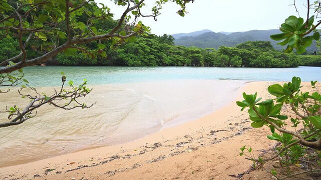 エメラルドグリーンの水辺に自生する石垣島のマングローブ（亜熱帯・大自然）