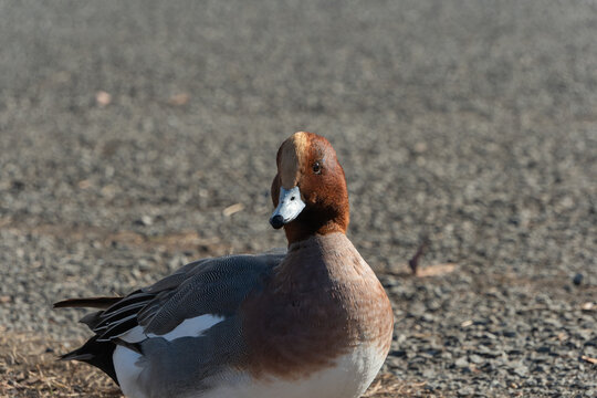 Close up of a male eurasian wigeon duck standing on ground in soft winter sunlight with copy space