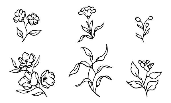 Decorative hand-drawn botanical and floral line art elements collection
