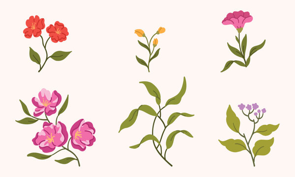 Elegant botanical and floral illustrations with decorative elements