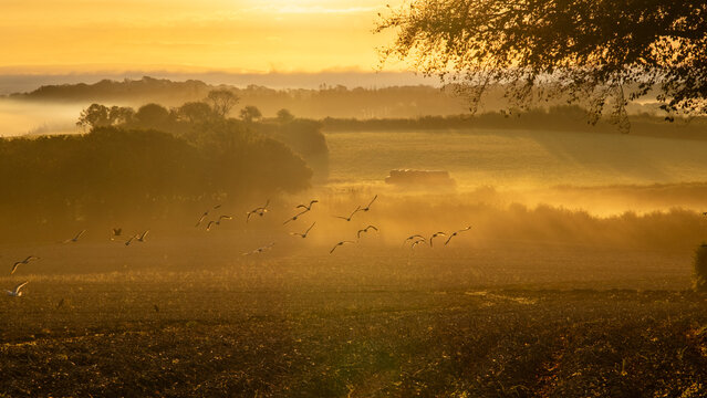 Misty autumn daybreak over Cornish countryside, symbolising a new beginning, a fresh start