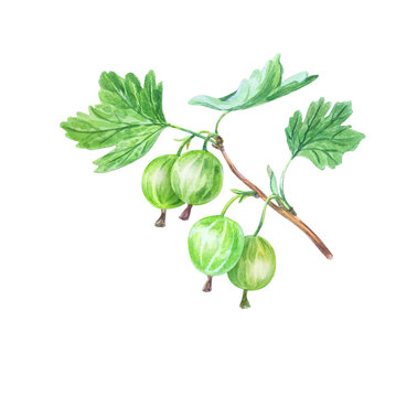 Hand drawn watercolor gooseberry sprig with fresh green berries and leaves. Isolated botanical illustration element for organic packaging design.