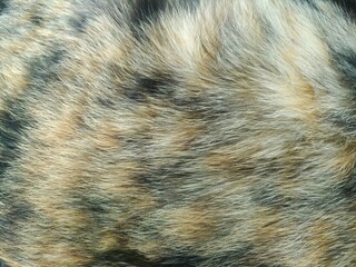 Macro shot of tortoiseshell cat fur texture and pattern background © bram26