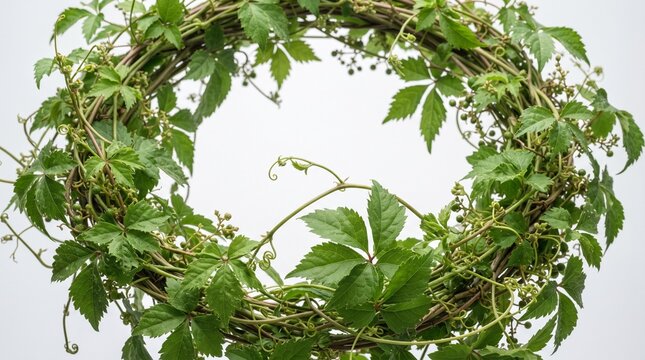 Natural wreath frame made of green wild vine leaves and branches on a white background