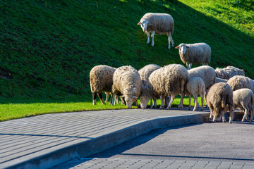 A flock of sheep grazes on a green grassy bank beside a paved road, with several standing and eating, rural farm scene, livestock grazing, countryside nature, agricultural lifestyle. © CatKuz