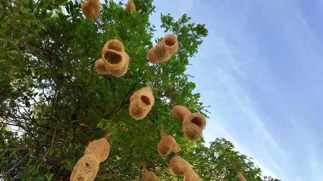 Weaver Bird Nests Hanging from Tree Branches in Tropical Nature