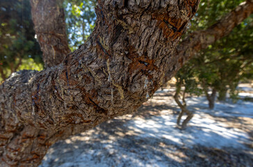 Mastic tree (Pistacia lentiscus) on the Greek island of Chios. © mylasa