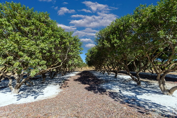 Mastic tree (Pistacia lentiscus) on the Greek island of Chios. © mylasa