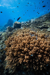 Extensive soft coral field with small reef fish under bright sunburst in ocean. © PIPE DIVE UNDERWATER