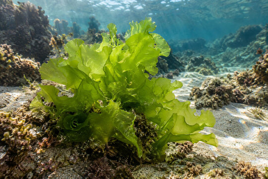 Bright Green Sea Lettuce on a Shallow Coastal Reef