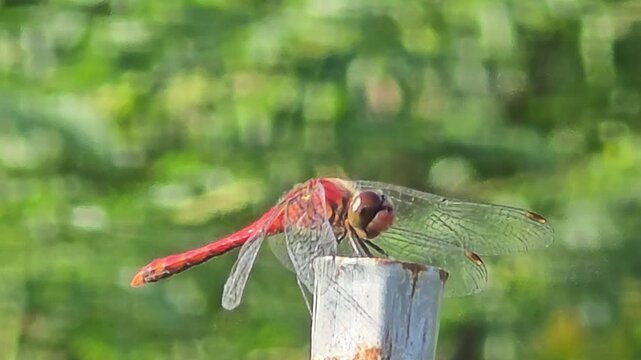 
Young red dragonfly resting on a metallic stake in nature


