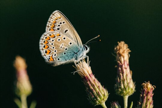 Common Blue butterfly Polyommatus icarus rests on wildflower. Close up view of blue insect with orange spots on wings. Small butterfly feeds on nectar in summer meadow. Macro shot shows delicate