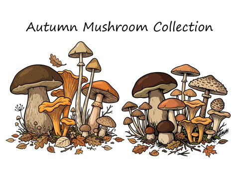 Autumn Mushroom Collection Forest Fungi Illustration