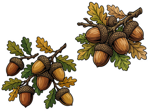 Autumn Oak Acorns and Leaves Illustration