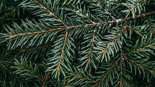 green pine needles isolated.