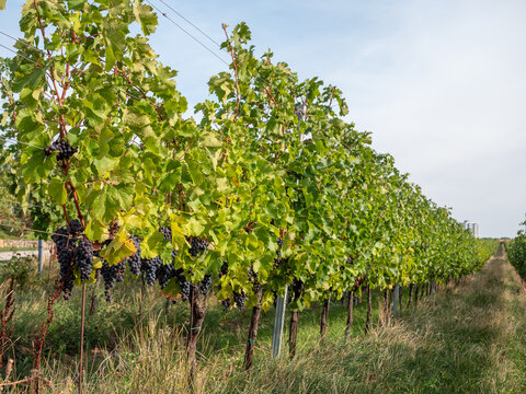 Rows of grapevines loaded with ripe dark wine grapes in a vineyard at Star&aacute; hora in Pezinok, Slovakia, showing trellis wires, cultivation, viticulture and grape harvest.
