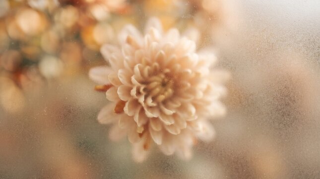 Soft pastel chrysanthemum bloom through frosted glass for elegant