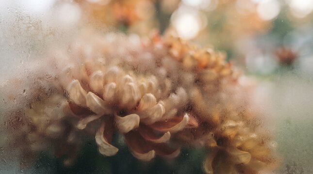 Soft focus close up of delicate pink and orange chrysanthemum petals