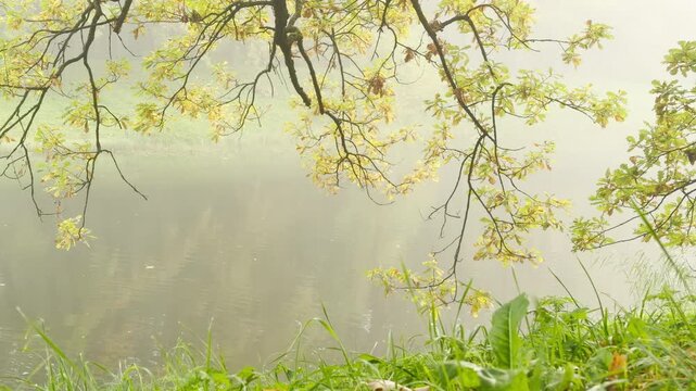 Delicate branches hang softly above a calm misty pond. The tranquil scene creates a peaceful mood in Catherine Park, Pushkin, Saint Petersburg.