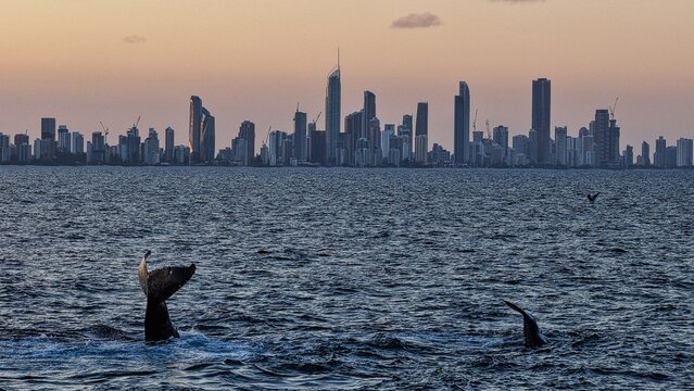 Aerial view of the Surfers Paradise skyline with whale tails breaching in the ocean in the foreground, Surfers Paradise, Queensland, Australia.