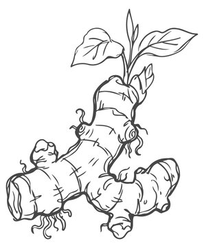 Detailed black and white line art illustration of a ginger root with small green sprouts, isolated on white background