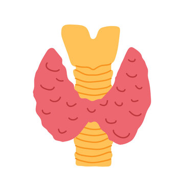 thyroid gland, endocrine health, metabolism, hormones, anatomy, medical care and thyroid function - vector illustration