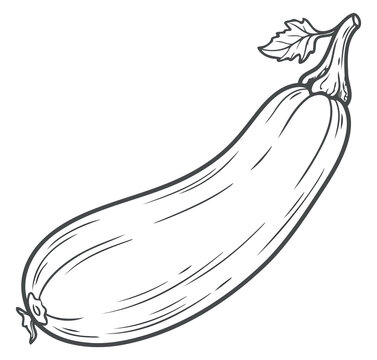Hand drawn sketch of a zucchini isolated on white background