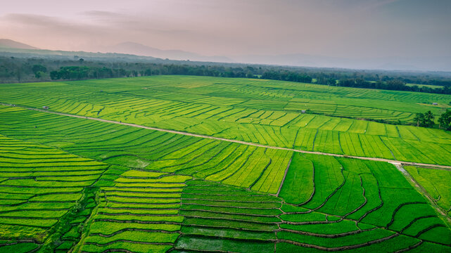 Aerial view of vibrant green rice terraces with a dirt path winding through the fields under a soft sunset sky in Bajawa, Nusa Tenggara Timur, Indonesia.