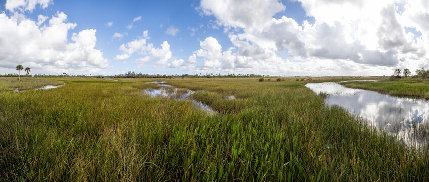 Wide open marsh wetland panorama with water and grasses in Florida, USA