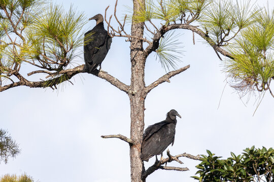 Two black vultures (Coragyps atratus) sitting in a pine tree in Florida, USA