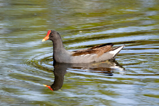 Common gallinule (Gallinula galeata) swimming in a pond with ripples in Florida, USA
