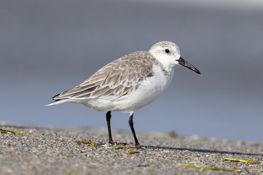 Sanderling (Calidris alba) alone on the beach in Florida, USA