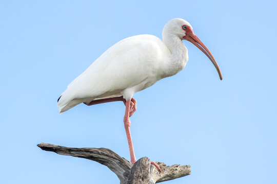 White ibis (Eudocimus albus) standing on one foot at the top of a dead tree trunk snag in Florida, USA