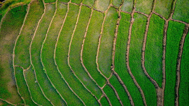 Aerial view of vibrant green terraced rice fields with distinct soil ridges in the rural landscape of Bajawa, Nusa Tenggara Timur, Indonesia.