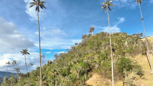 Quindio Wax Palm Ceroxylon quindiuense with Extremely Tall Slender Trunks and Crown of Pinnate Leaves. Establishing Shot. Aerial View.