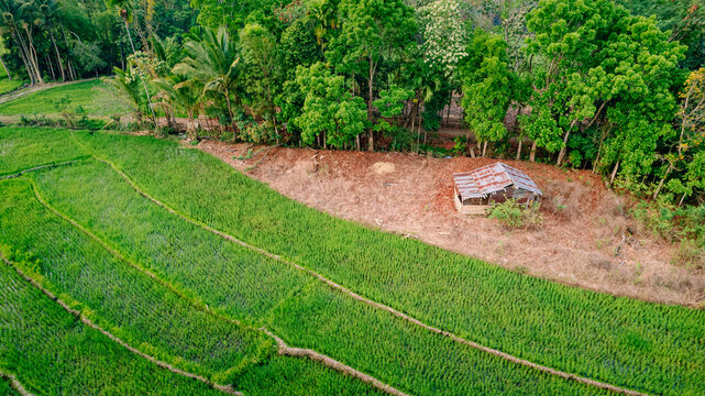 Aerial view of a lush green rice paddy field with a small rustic shed featuring a weathered metal roof, bordered by dense tropical trees in Bajawa, Nusa Tenggara Timur, Indonesia.