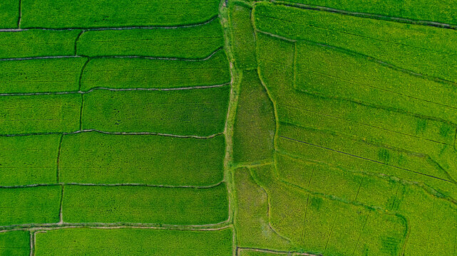 Aerial view of vibrant green rice terraces with intricate irrigation patterns and lush agricultural fields in Bajawa, Nusa Tenggara Timur, Indonesia.