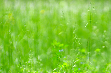 Naklejka premium Spring grass background. Soft blur green grass background. Natural background with green grass.