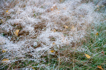 Naklejka premium Winter background, morning frost on the grass with copy space