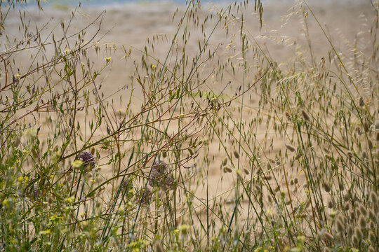 Macro of wild blooming flowers field with scenic marine lake background, Soustons.