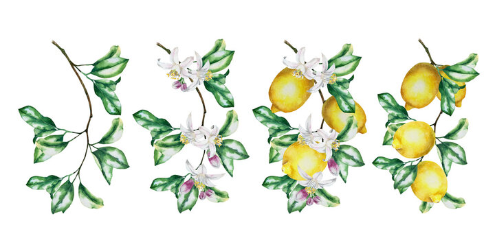 Watercolor illustration set of lemon branches with leaves, flowers and fruits in yellow and green tones in botanical style. Illustration for packaging, cosmetics, wedding stationery and natural brandi