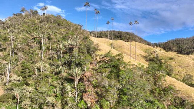Quindio Wax Palm Ceroxylon quindiuense with Extremely Tall Slender Trunks and Crown of Pinnate Leaves. Establishing Shot. Aerial View.