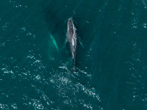 Aerial view of a whale swimming in the deep blue ocean near Long Reef Headland in Collaroy, New South Wales, Australia.