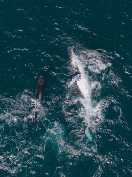 Aerial view of humpback whales swimming in the deep blue ocean near Long Reef Headland in Collaroy, New South Wales, Australia.