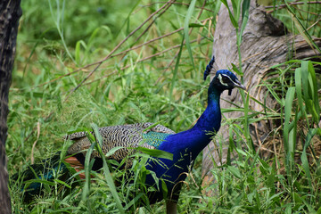 Peacock scene featuring bird, blue, animal, nature, feather © Jobin
